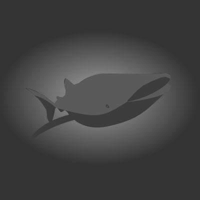 Whale Square Blank 16Bw